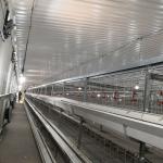 Large Span Broiler Chicken Cage System 230M*56M for Country Of Origin for sale