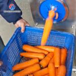 110KG Carrot peeler central kitchen distribution processing high yield radish peeler