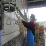 300-500BPH Automatic Poultry Slaughterhouse Chicken Slaughtering Machine for sale