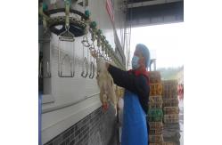 China 300-500BPH Automatic Poultry Slaughterhouse Chicken Slaughtering Machine supplier