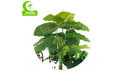 China All Season 170cm Artificial Potted Floor Plants With Real Touch Leaves supplier