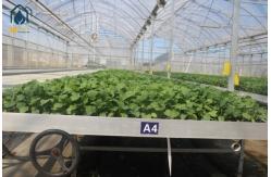 China Agriculture Wire Mesh Seed Bench Growing Tables Greenhouse Rolling Benches supplier