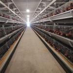 650x1250x2220mm Battery Poultry Cage H Type Automatic For Layer for sale