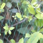 Flowers And Fruit Anti Bird Net For Agriculture With UV Resistance