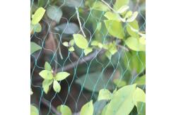 China Flowers And Fruit Anti Bird Net For Agriculture With UV Resistance supplier