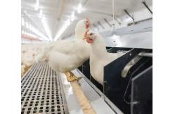 China Easy Pull Chicken Plastic Slat Floor , Poultry Plastic Slatted Floor supplier