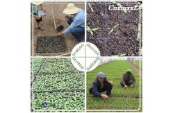 China High Reflective HDPE Plastic Seedling Tray 50 Cell Plug Flats For Sprouting supplier