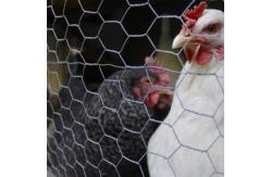 China Chicken Cage Coop Fence Wire Mesh Rolls Hexagonal Wire Mesh Netting supplier