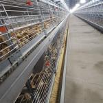 Baby Chicks Battery Cage Poultry Drinking System for sale