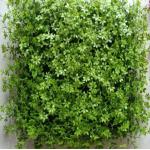 Use  Artificial Wall Grass to Create A Comfortable And Natural Environment In Schools Hospitals Subway Stations And Airports for sale