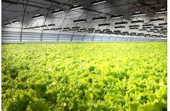 China 120° 630W Horticulture Full Spectrum IP65 LED Grow Lights supplier