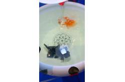 China Peony Pattern 520mm Chinese Ceramic Fish Bowl With Lamp supplier