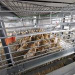 Automatic H Type Battery Cage Poultry Drinking System for sale