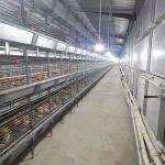 HDG Chicken Cage Equipment , 3 Or 4 Layers Poultry Battery Cage for sale