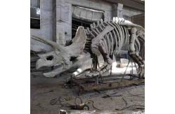 China Large Outdoor Dinosaur Skeleton , Sunproof Dinosaur Model Skeleton supplier