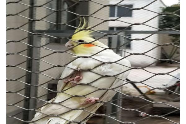Knotted Stainless Steel Aviary Mesh High Safety Good Fire Prevention Properties
