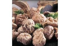 China Healthy Dry Shiitake Mushroom 1kg Smooth Surface 2 Years Shelf Life supplier