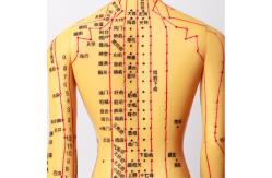 China Meridian Chart Included Acupuncture Body Model Approximately 5kg Versatile For Different Techniques supplier
