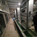 6mm Automatic Manure Removal System for sale