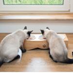 Raised Ceramic 3 Puppy Bowl Set Triple With Bamboo Stand