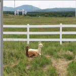 Square Post 2 Rails Vinyl Horse Fencing In Stock for sale