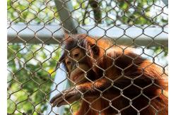 China Monkey Tiger Zoo 1.2mm 7 X 7 Animal Enclosure Mesh supplier