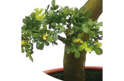 China Lifelike Artificial Potted Floor Plants High Simulation Topiary Greenery Boxwood supplier