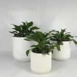 Lightweight Garden Concrete Planters For Indoor And Outdoor Decoration for sale