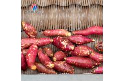 China Root Veg 1.5KW Commercial Potato Washer ,  Kiwifruit Lotus Root Potato Peeler Machine supplier