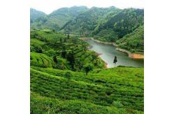 China Aged Healthy Slimming Dark Tea Brick With  Attractive Taste Refreshing supplier