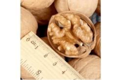 China Raw Walnut Wholesale Top Class Walnut Kernels Dried Style Walnut. supplier