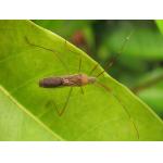 Low Toxic Agricultural Insecticide Thiamethoxam  Agriculture Chemical Thiamethoxam  30% purity for sale