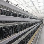Galvanized H410mm Poultry Battery Cage , 494cm2/Bird Egg Laying Equipment for sale