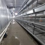 Hot Galvanized Battery Chicken Cage For Broiler 17 Chicks / Cell for sale