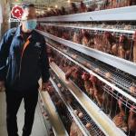 A Type Chicken Layer Cage For Egg Laying Hens for sale