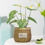 Philodendron Birkin Decoration Artificial Bonsai Tree For Landscaping for sale