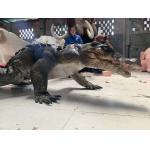 Interactive Realistic Crocodile Costume For Amusement Park for sale