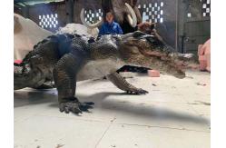 China Interactive Realistic Crocodile Costume For Amusement Park supplier