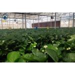 Large PVC Hydroponic Growing Troughs Strawberry Growing Gutters Easy Installed