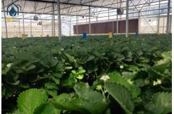 China Large PVC Hydroponic Growing Troughs Strawberry Growing Gutters Easy Installed supplier