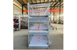 China Automatic Big Size Broiler Cage With Poultry Drinking System supplier