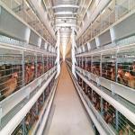 Ventilational Automatic Layer Cage System , 4 Tier 120 Birds Chicken Battery Cages for sale
