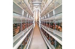 China Customized Multi Layer Poultry Cage Automatic Egg Collection Cages supplier