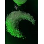 General Purpose Polyester Resin 50/50 High Gloss And Good Flow