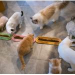 ABS Anti Skid Extended Pet Food Dishes For Puppy Large Dog for sale