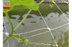 China White Plastic Pea And Bean Netting , Extruded Polyethylene Mesh Netting 3 Meters Width supplier