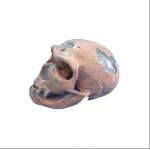 Comparative Differentiation Plastic Skull For Studying Anatomy for sale