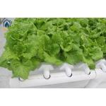 NFT Hydroponic Lettuce Hydroponic System With PVC Tube Hydroponic Setup for sale