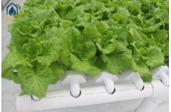 China NFT Hydroponic Lettuce Hydroponic System With PVC Tube Hydroponic Setup supplier