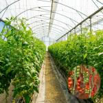 ISO9001 Side Ventilation System Tunnel Plastic Greenhouse Single Span for sale